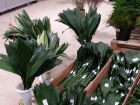 aspidistra - aspidistracooperativa....