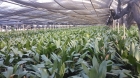 aspidistra - aspidistracooperativa....