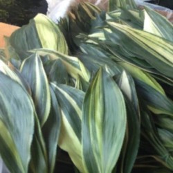 aspidistra variegata