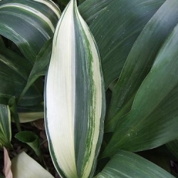 aspidistra variegata