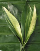 aspidistra cooperative