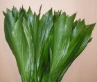 sale of aspidistra worldwide - aspidistra cooperative