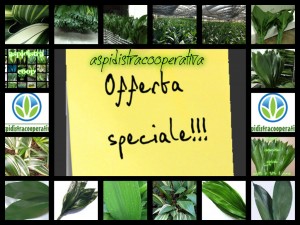  - aspidistra cooperative