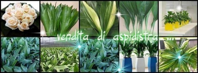 Welcome to our website - aspidistra cooperative