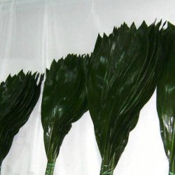 aspidistra