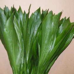 aspidistra