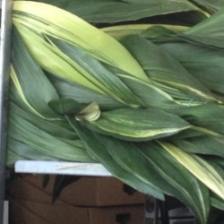 aspidistra variegata